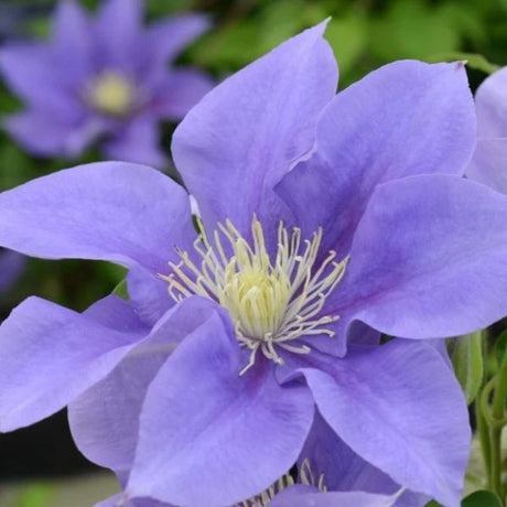 Boulevard&reg; Olympia&trade; Clematis - Nature Hills Nursery - Quart Container - 