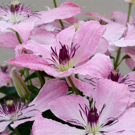 Boulevard&reg; Sarah Elizabeth&trade; Clematis - Nature Hills Nursery - #1 Container - 