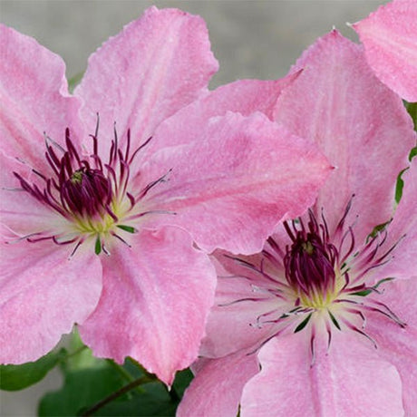 Boulevard&reg; Sarah Elizabeth&trade; Clematis - Nature Hills Nursery - #1 Container - 