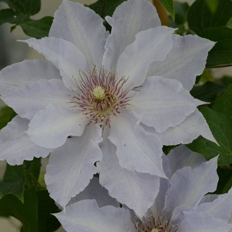 Boulevard&reg; Tranquilit&eacute;&trade; Clematis - Nature Hills Nursery - #1 Container - 