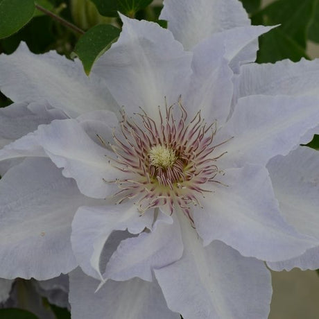 Boulevard&reg; Tranquilit&eacute;&trade; Clematis - Nature Hills Nursery - #1 Container - 