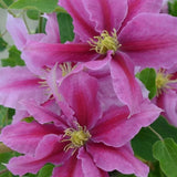 Boulevard&reg; Vicki&trade; Clematis - Nature Hills Nursery - #1 Container - 
