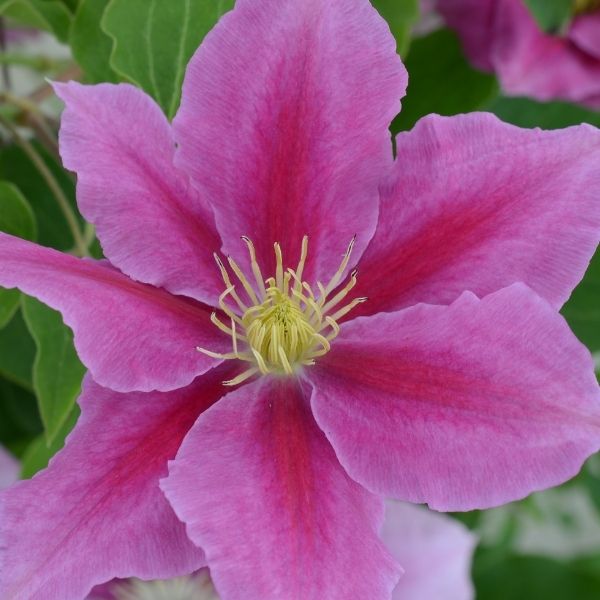 Boulevard&reg; Vicki&trade; Clematis - Nature Hills Nursery - #1 Container - 
