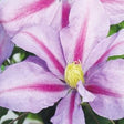 Boulevard&reg; Volunteer&trade; Clematis - Nature Hills Nursery - #1 Container - 