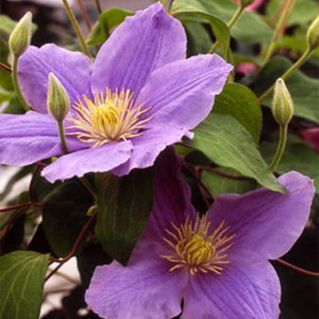 Boulevard&reg; Zara&trade; Clematis - Nature Hills Nursery - #1 Container - 