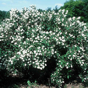 Bouquet Blanc Mock Orange