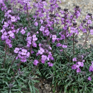 Bowles Me Away Wallflower - Nature Hills Nursery - #1 Container 2 Pack - 