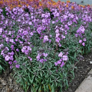 Bowles Me Away Wallflower - Nature Hills Nursery - #1 Container 2 Pack - 