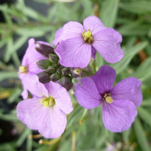 Bowles Me Away Wallflower - Nature Hills Nursery - #1 Container 2 Pack - 