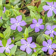 Bowles Periwinkle - Nature Hills Nursery - #1 Container - 