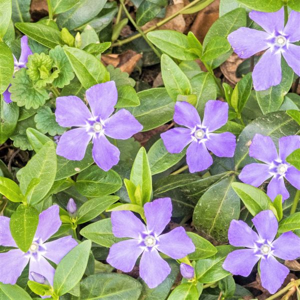 Bowles Periwinkle - Nature Hills Nursery - #1 Container - 