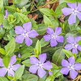 Bowles Periwinkle - Nature Hills Nursery - #1 Container - 