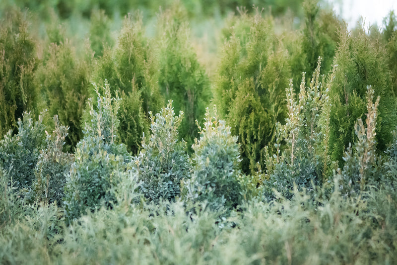 Healthy boxwood shrubs with dense green foliage in nursery rows