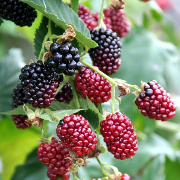 Boysenberry - Fruittree - Nature Hills Nursery - 1 Container - 