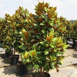 Bracken's Brown Beauty Magnolia Tree - Nature Hills Nursery - #2 Container 3 - 4 Feet - 