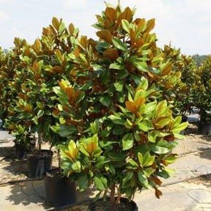 Bracken's Brown Beauty Magnolia Tree - Nature Hills Nursery - #2 Container 3 - 4 Feet - 