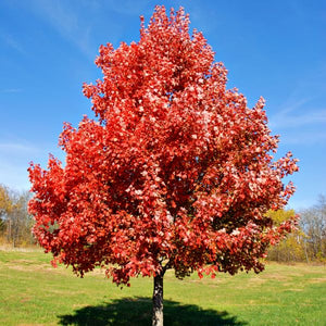 Brandywine Maple Tree (Acer rubrum 'Brandywine'), a tree featuring red flowers and deciduous.