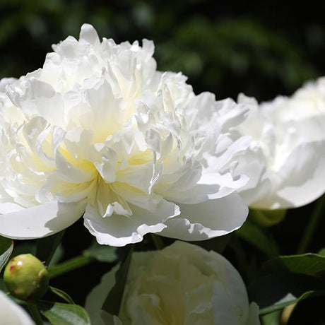 Bridal Shower Peony - Nature Hills Nursery - Bareroot - 