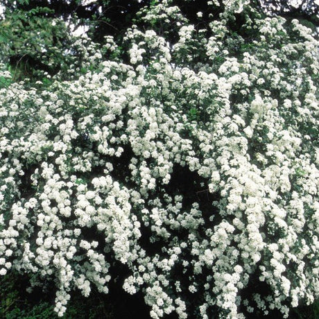 Bridalwreath Spirea