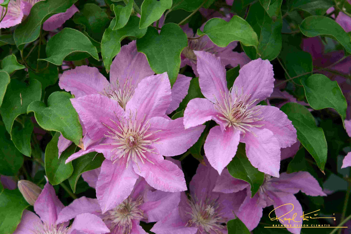 Bridgewater™ Clematis