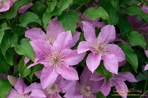 Bridgewater™ Clematis