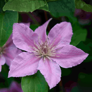 Bridgewater™ Clematis