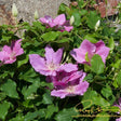 Bridgewater™ Clematis Blooms