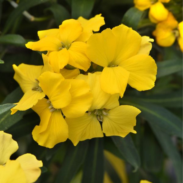 Brightside Dark Yellow Wallflower Blooms