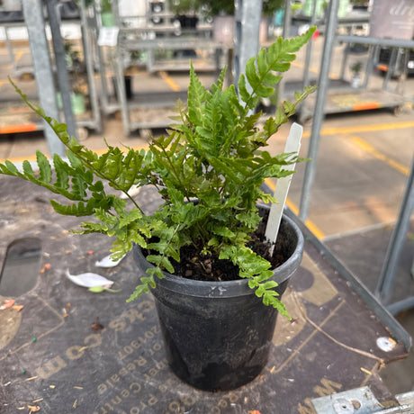 A small 'Brilliance' fern with vibrant green foliage sits in a black plastic
