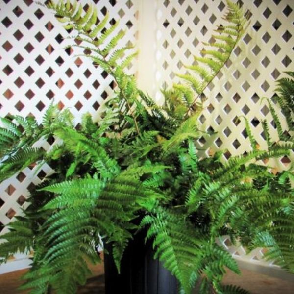 Nature Hills Nursery Brilliance Autumn Fern - Thumbnail 3