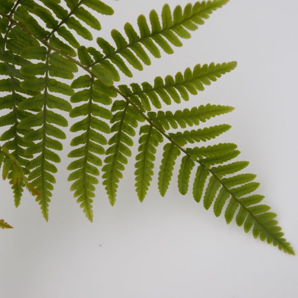 Nature Hills Nursery Brilliance Autumn Fern