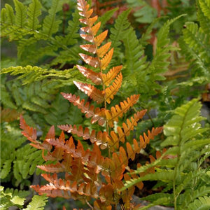 Brilliance Autumn Fern (Dryopteris erythrosora 'Brilliance'), a perennial featuring perennial and arching, clumping form.