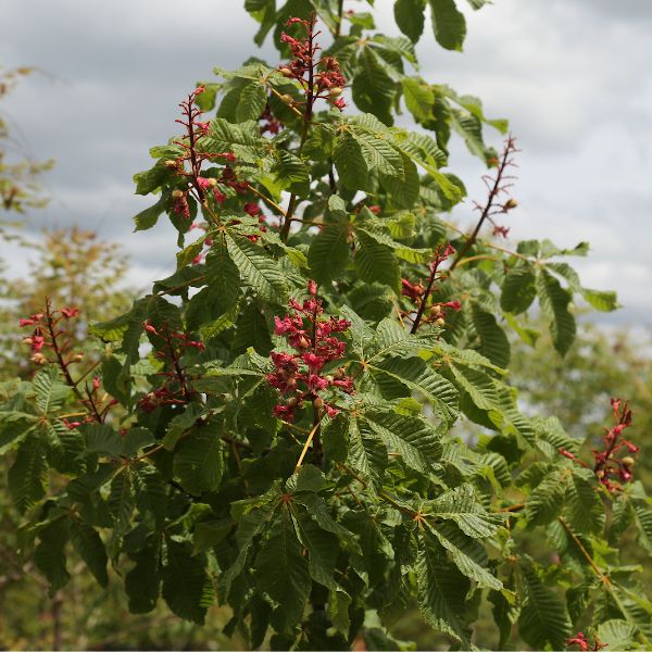Briotti Red Horsechestnut - Nature Hills Nursery - #15 Container 7 - 8 Feet - 