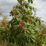 Briotti Red Horsechestnut - Nature Hills Nursery - #15 Container 7 - 8 Feet - 