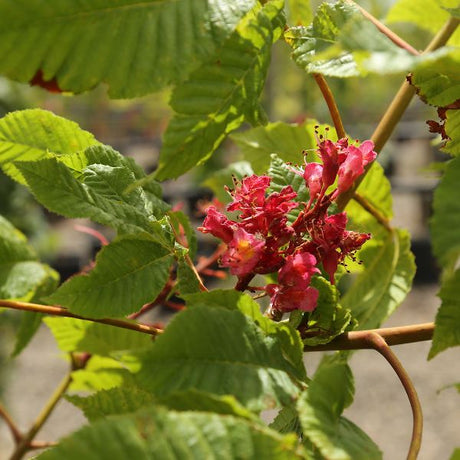 Briotti Red Horsechestnut - Nature Hills Nursery - #15 Container 7 - 8 Feet - 