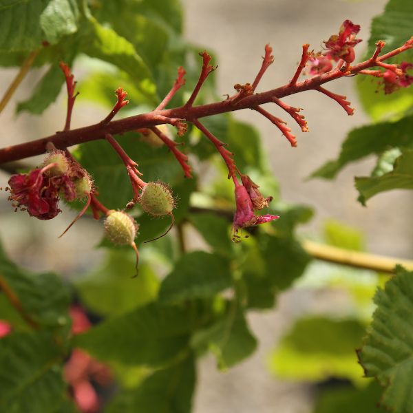 Briotti Red Horsechestnut - Nature Hills Nursery - #15 Container 7 - 8 Feet - 