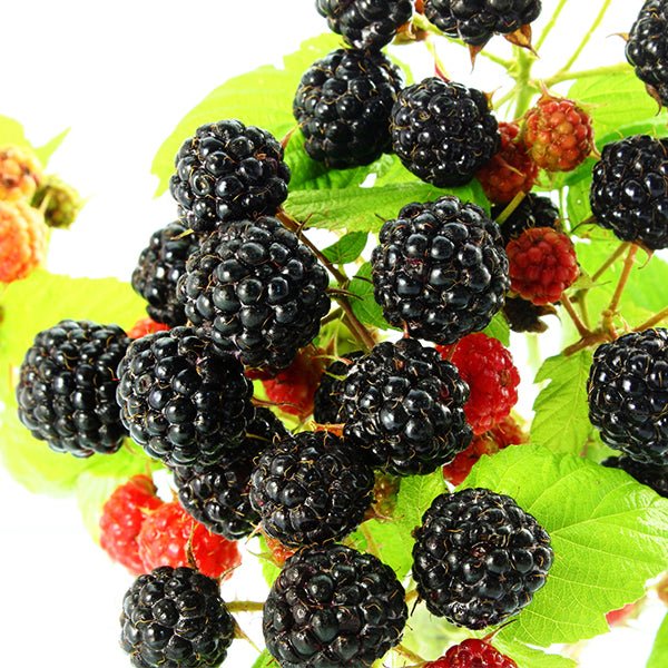Bristol Black Raspberry Bush - Nature Hills Nursery - Bareroot - 
