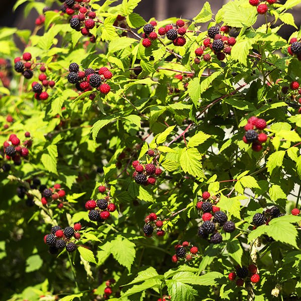 Bristol Black Raspberry Bush - Nature Hills Nursery - Bareroot - 