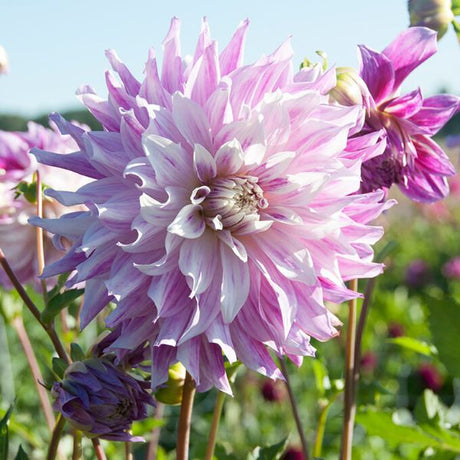 Bristol Stripe Dahlia - Nature Hills Nursery - 3 Pack Bulbs - 