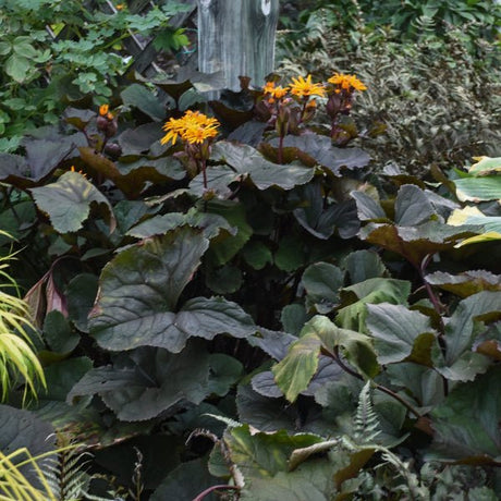Britt - Marie - Crawford Leopard Plant - Perennial - Nature Hills Nursery - 1 Container - 
