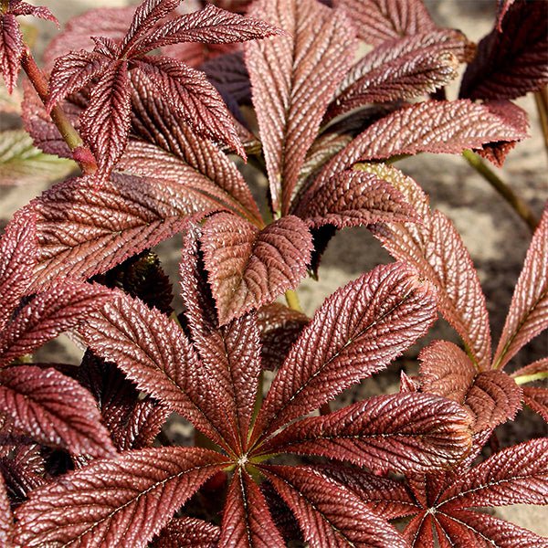 Bronze Peacock Rodgersia - Nature Hills Nursery - #1 Container - 