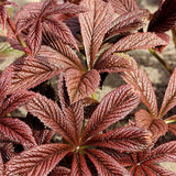Bronze Peacock Rodgersia - Nature Hills Nursery - #1 Container - 