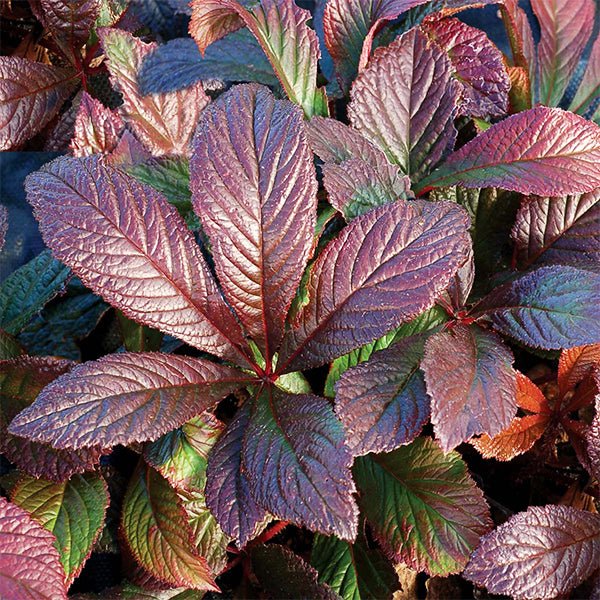 Bronze Peacock Rodgersia - Nature Hills Nursery - #1 Container - 