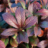 Bronze Peacock Rodgersia - Nature Hills Nursery - #1 Container - 