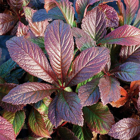Bronze Peacock Rodgersia - Nature Hills Nursery - #1 Container - 