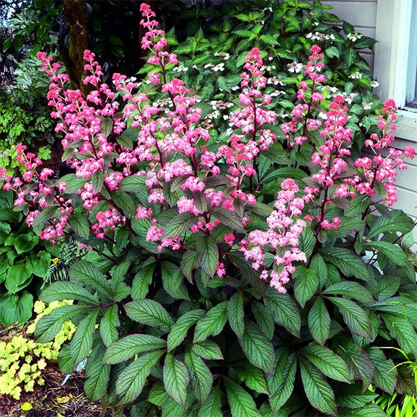 Bronze Peacock Rodgersia - Nature Hills Nursery - #1 Container - 
