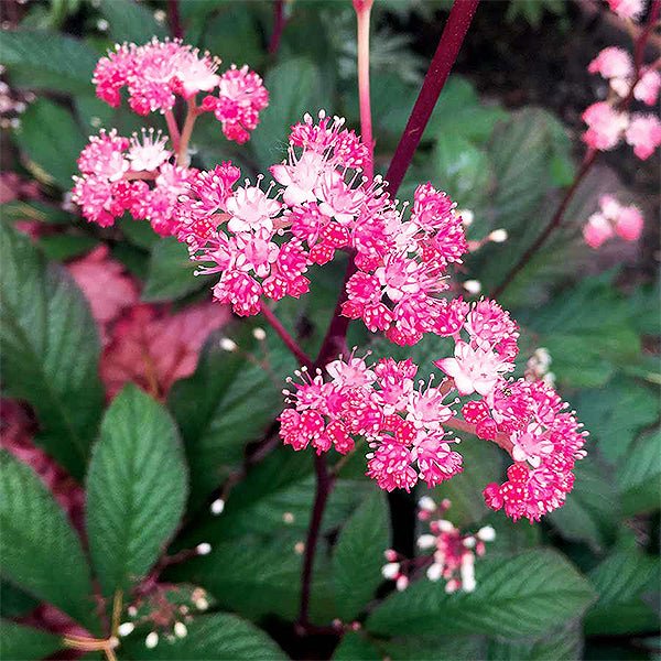 Bronze Peacock Rodgersia - Nature Hills Nursery - #1 Container - 