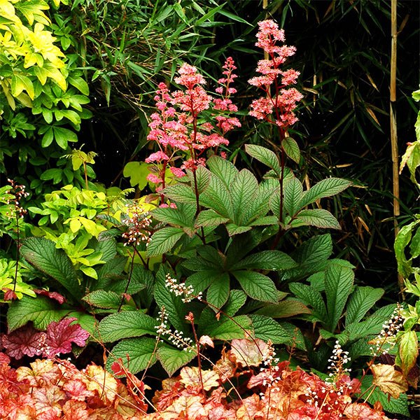Bronze Peacock Rodgersia - Nature Hills Nursery - #1 Container - 