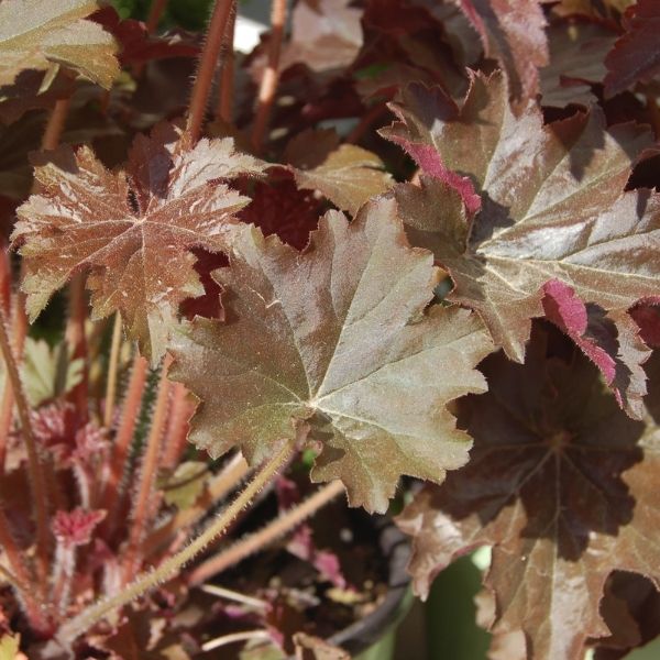 Close-up of pink, white heuchera flowers on Bronze Wave Coral Bells blooming in early summer to late summer.