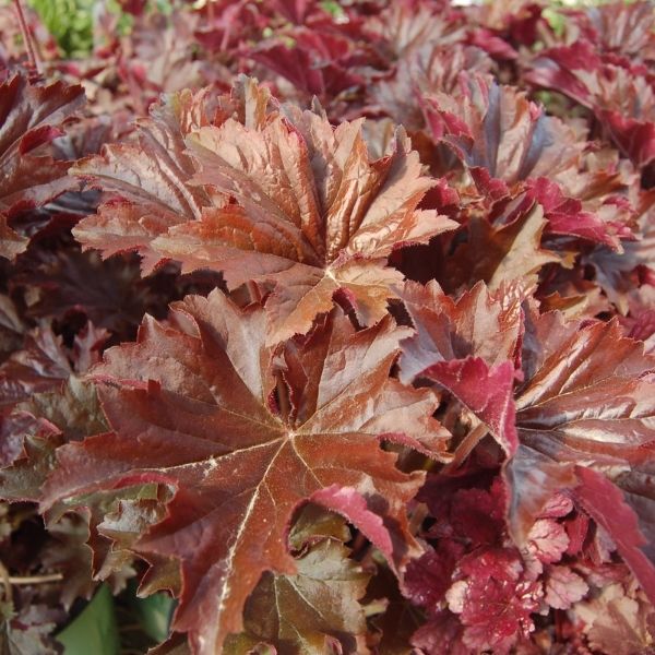 Bronze Wave Coral Bells (Heuchera villosa 'Bronze Wave'), a perennial featuring pink, white flowers and perennial.